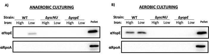 Anaerobic vs aerobic culturing; protein expression levels; Western blot analysis; αYopE, αRpoA; iron effect.