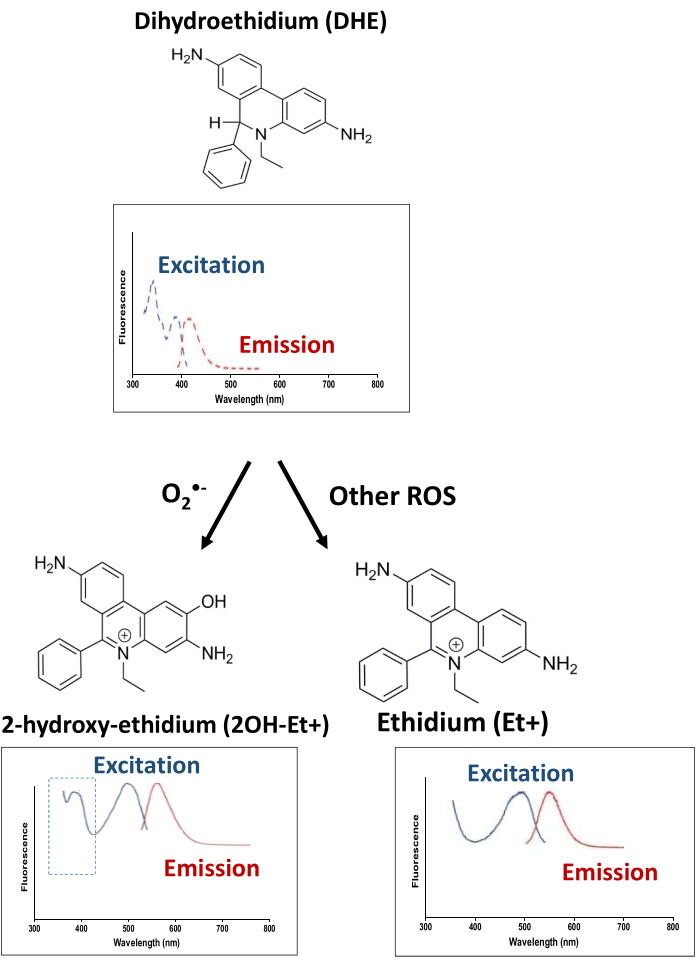 figure-results-8 Dihydroethidium oxidation process diagram, showing excitation and emission spectra for ROS analysis.