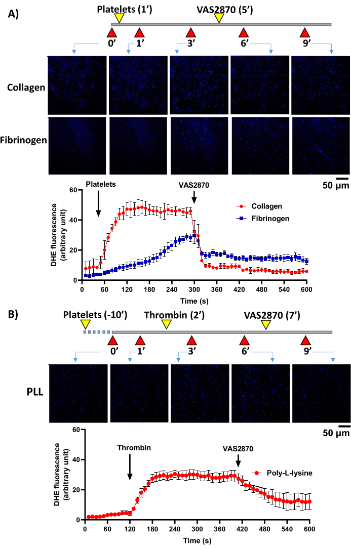 figure-results-10 Platelet activation experiment; fluorescence microscopy and DHE fluorescence graphs for collagen, fibrin.