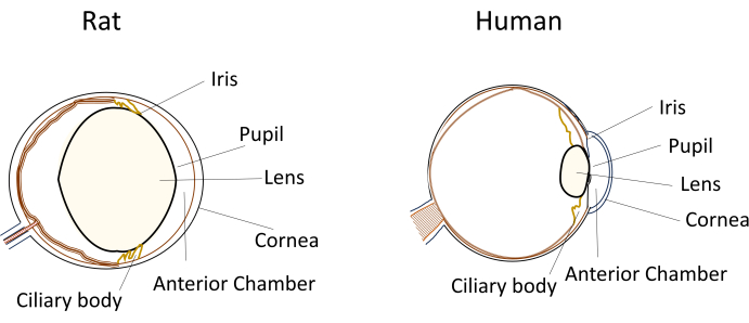 Diagramme d’anatomie du rat et de l’œil humain ; Comparaison de l’iris, de la pupille, du cristallin, de la cornée, de la chambre antérieure.
