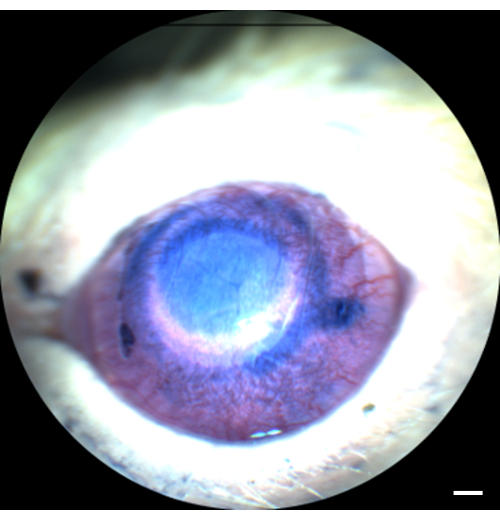 Image au microscope d’un œil de rat pour la recherche en ophtalmologie, mettant en évidence l’analyse de la structure cornéenne.