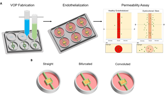 Vessel-on-a-chip fabrication, endothelialization, permeability assay; endothelium integrity analysis.