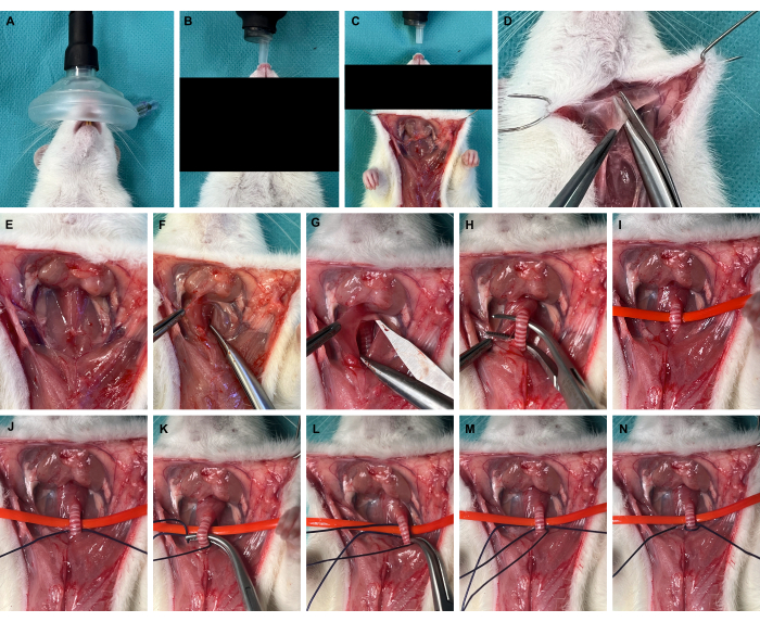 Surgical procedure on rat model; cardiovascular suturing sequence; surgical method; incision.