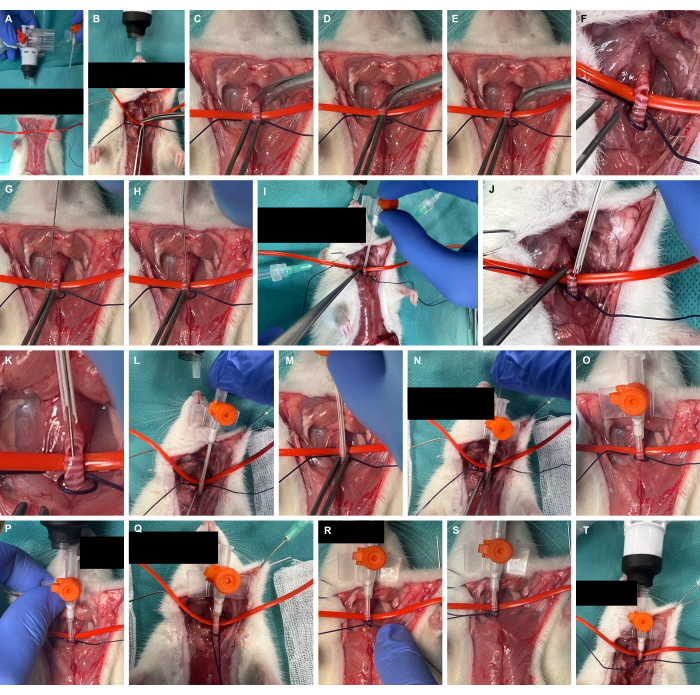 Surgical procedure steps with tubing and instruments for perfusion experiment analysis.