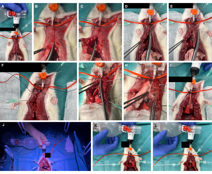 Surgical procedure sequence, animal model, instrument setup, step-by-step, medical research study.