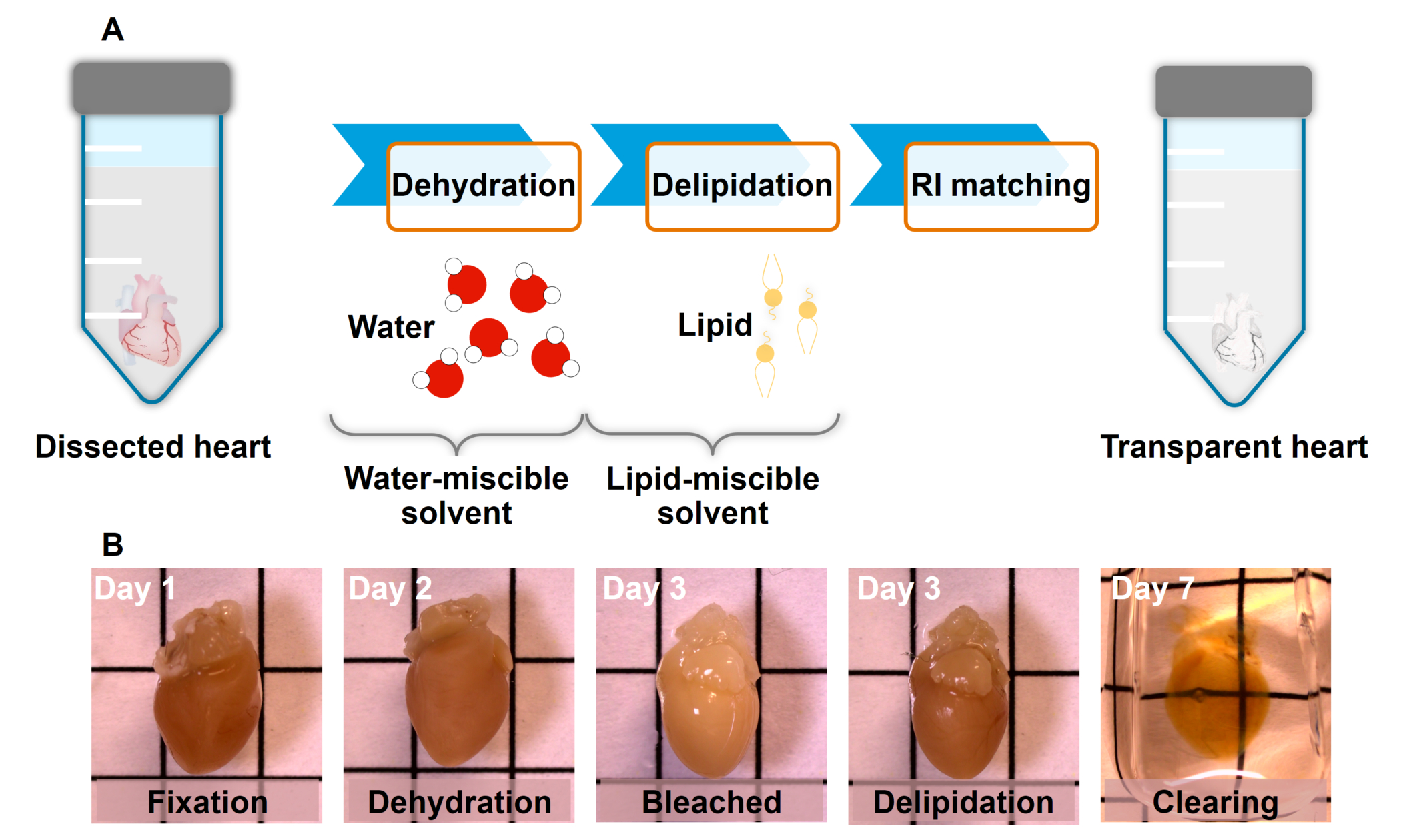 Ri Staining Pattern Light-Sheet Imaging to Reveal Cardiac Structure in Rodent Hearts