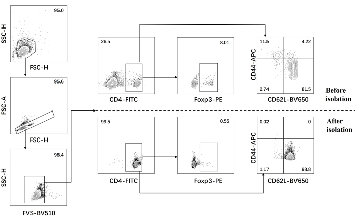 Flow cytometry dot plot diagram, before and after isolation, CD4 and Foxp3 cell marker analysis.