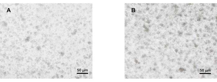 Microstructure analysis, microscope images showing sample surfaces at 50 µm scale for material study.
