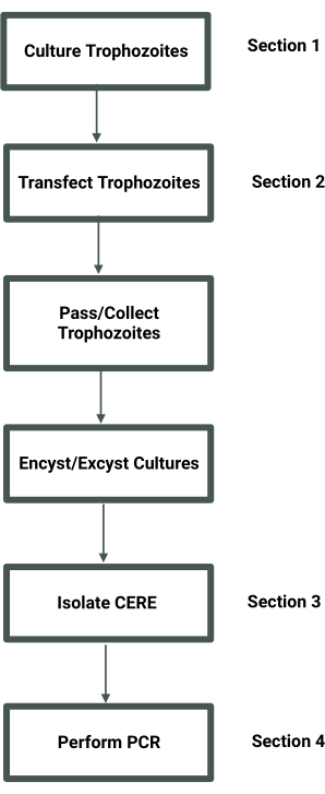 滋养体培养、转染、分离和PCR流程图；微生物学方法。