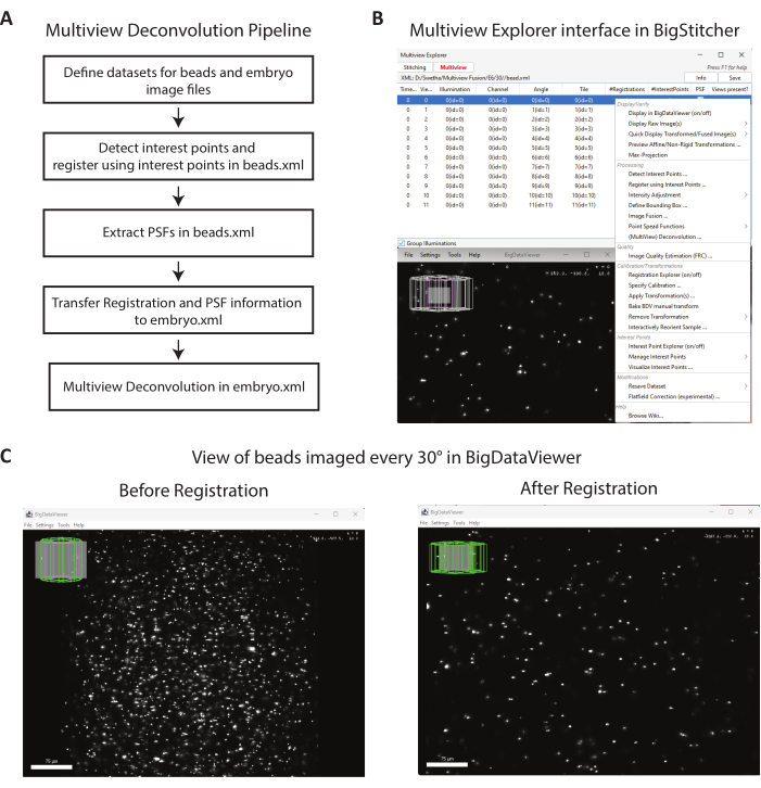 figure-results-2 Multiview deconvolution pipeline flowchart, BigStitcher interface, bead imaging before and after registration.