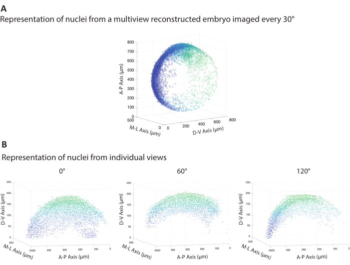 figure-results-5 Nuclei distribution in reconstructed embryo: 3D multiview, angle projections, axis plots.