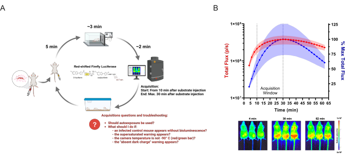Bioluminescence imaging diagram with luciferase reaction and flux graph data analysis, in vivo study.