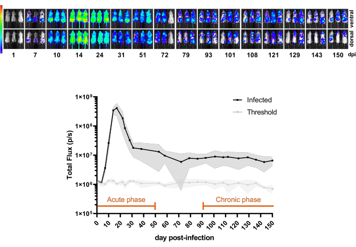 Chronic infection study, bioluminescence imaging, flux graph; infection progression analysis.