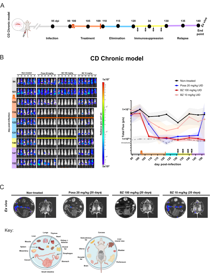 CD Chronic model timeline, bioluminescence imaging, treatment effects, infection experiment results.