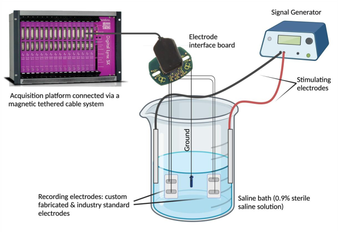 Electrophysiology setup diagram with saline bath, stimulating electrodes, and acquisition system.
