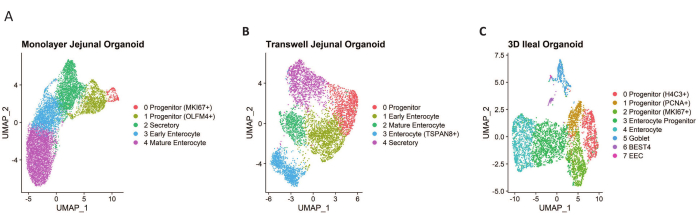 figure-results-4 UMAP chart comparing cell differentiation in monolayer, transwell, and 3D ileal organoids.