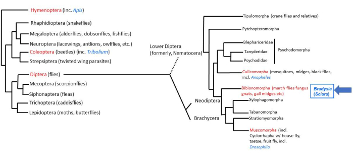 Insect phylogenetic tree diagram showing Diptera, Hymenoptera relationships, evolutionary branches.