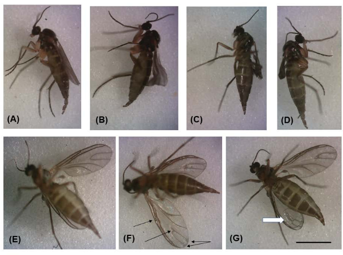 Wing morphology comparison in insects; features annotated; microscopy image, biological study.