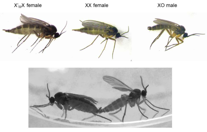 Sex determination diagram; X-w-X, XX female, XO male; insect phenotypes; genetic study.