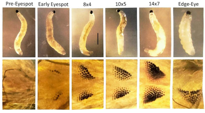 Larval development stages; microscope image; cell pattern formation in various stages.