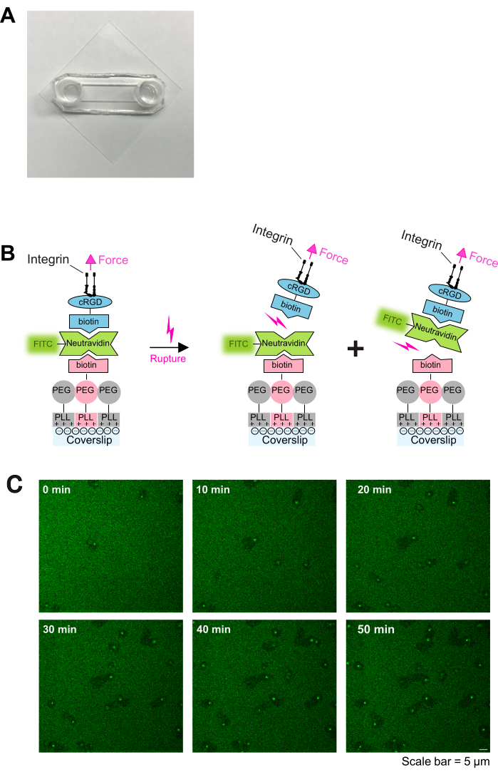 figure-results-1 Microfluidic chip setup, integrin force rupture diagram, fluorescence microscopy results.