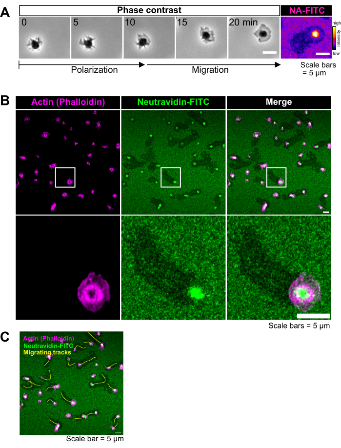 figure-results-2 Cell polarization and migration; phase contrast, fluorescence microscopy, actin, NA-FITC, 5μm scale bars.