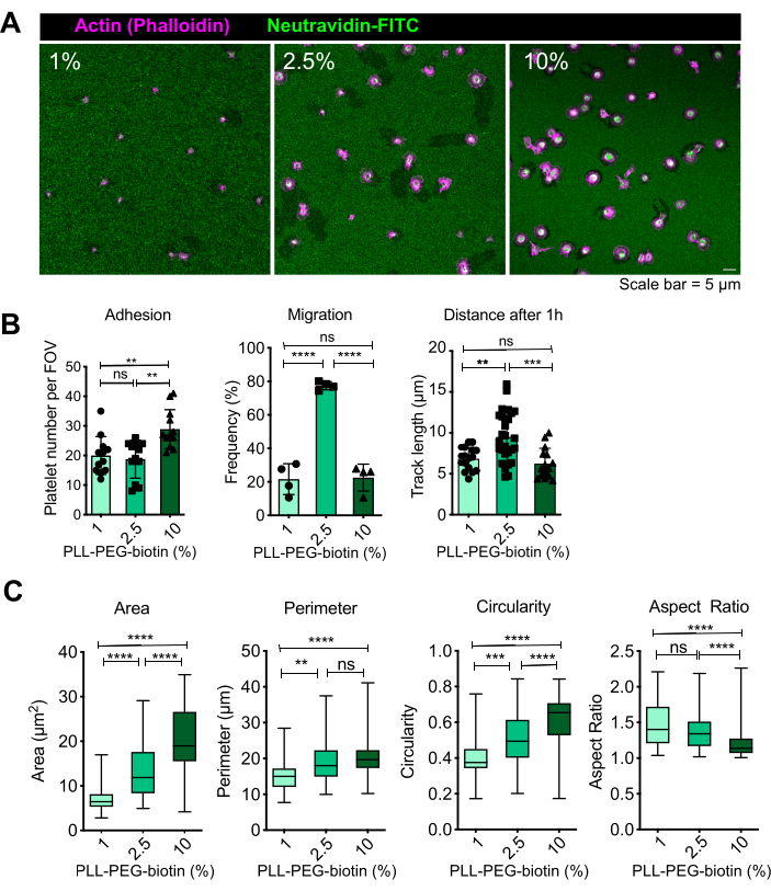 figure-results-3 Actin binding microscopy images; bar graphs analyze platelet adhesion, migration, distance, morphology.