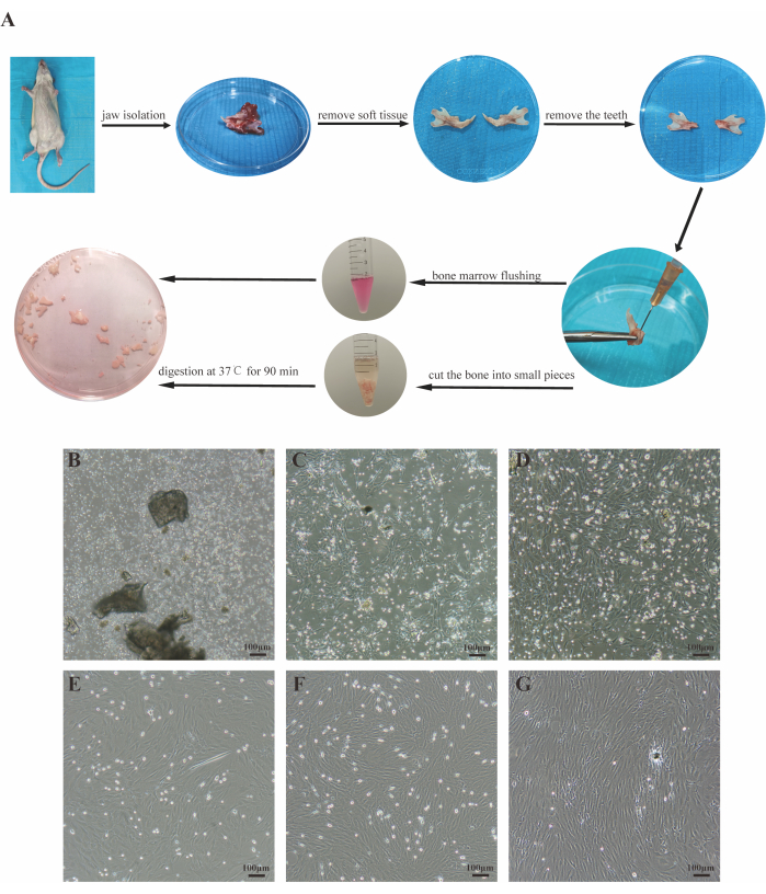 Rat jaw bone marrow isolation, digestion diagram; microscopy images show cell culture process.