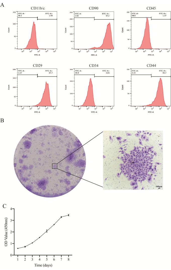Flow cytometry markers CD11b/c, CD90, CD45, CD29, CD34, CD44; cell culture microscopy; OD growth graph.