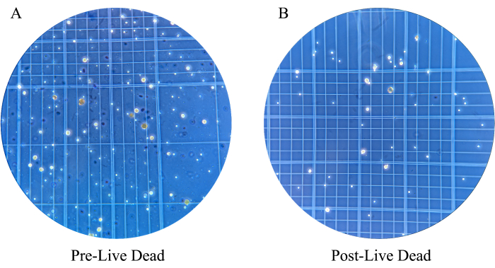 figure-results-3 Cell viability analysis; side-by-side comparison; Pre-Live Dead vs Post-Live Dead; microscopy result.