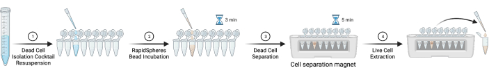 figure-results-4 Dead cell isolation process diagram; magnet method; live cell extraction; laboratory workflow.