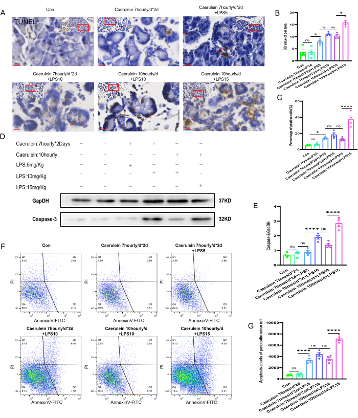 figure-results-4 Tissue apoptosis assessment, TUNEL staining, Western blot, flow cytometry analysis, protein expression levels.