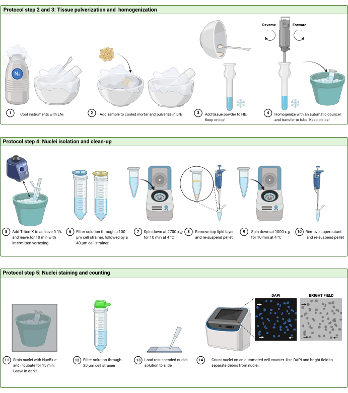 figure-protocol-2