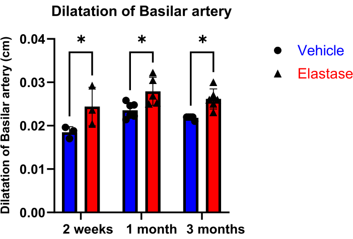Dilatation of basilar artery; bar chart comparing Vehicle and Elastase treatments over time.