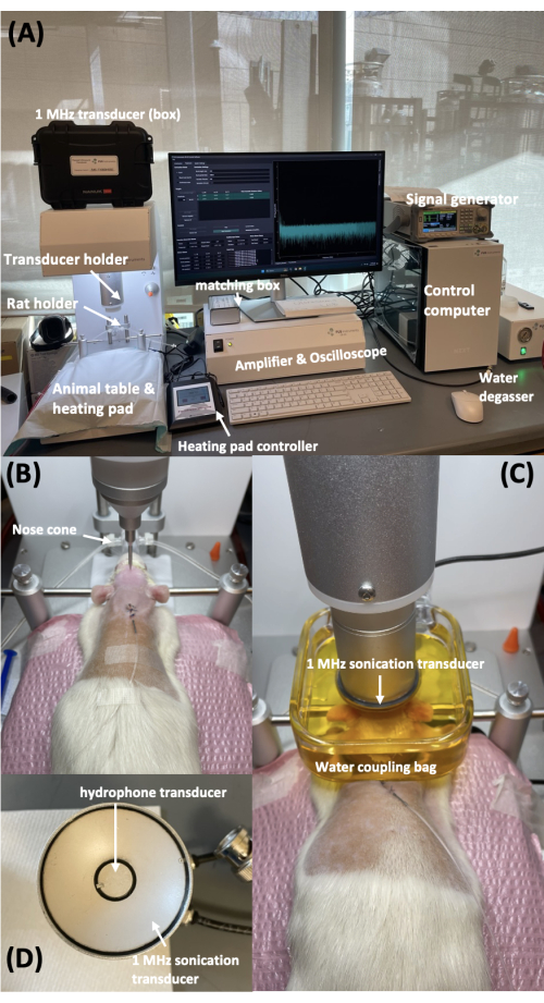 figure-results-1 Experimenteller Aufbau für Ultraschallbildgebung; umfasst 1-MHz-Wandler, Oszilloskop, Rattenhalter und mehr.
