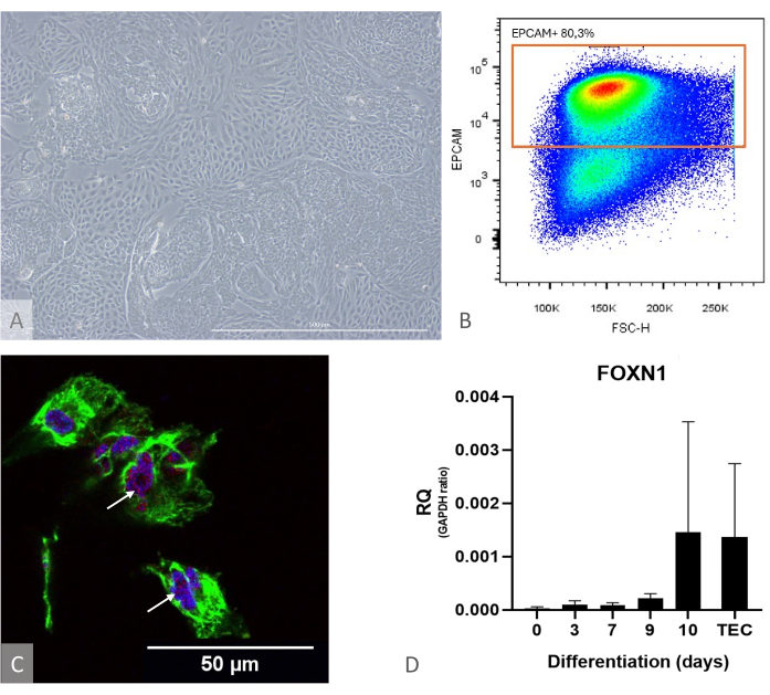 Cell differentiation process with microscopy image, flow cytometry chart, immunofluorescence, gene expression graph.