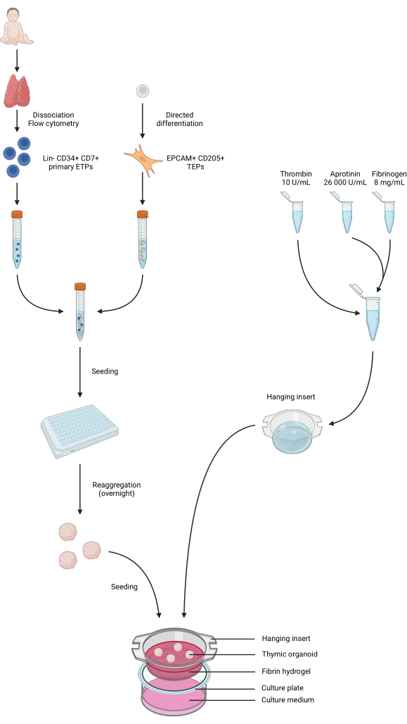 Thymic organoid formation diagram; flow cytometry, cell differentiation, reaggregation, culture setup.