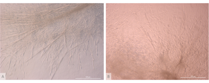 Microscope image of fiber growth patterns; analysis in material science research.