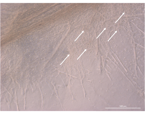 Microscopy image of cell migration pattern, arrows indicate movement direction; 500 µm scale bar.