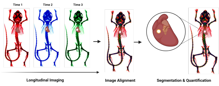 figure-introduction-1 Longitudinal imaging of mice for heart segmentation and quantification; image alignment sequence.