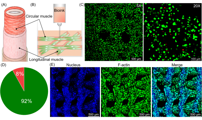 figure-results-3 3D bioprinting of muscle tissue; diagram, fluorescence microscopy, and pie chart results.