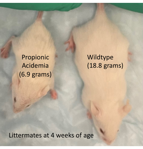 Propionic acidemia vs. wildtype mouse weight comparison, 4 weeks old, educational biology study.