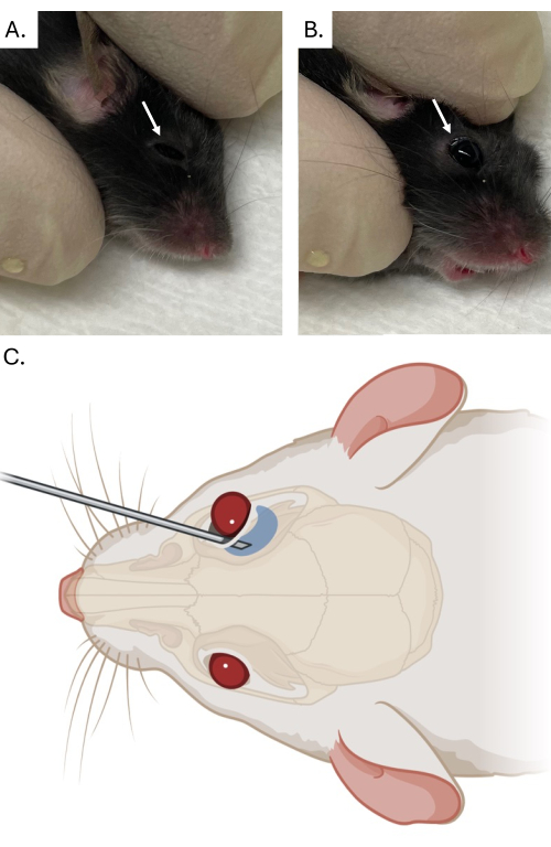 Mouse injection method; A-B: mouse held, needle insertion; C: diagram, cranial injection technique.