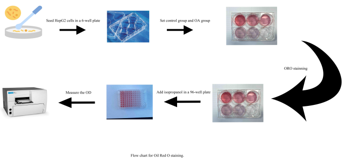 figure-results-1 Oil Red O staining process flowchart, HepG2 cells, 6-well and 96-well plates, OD measurement.