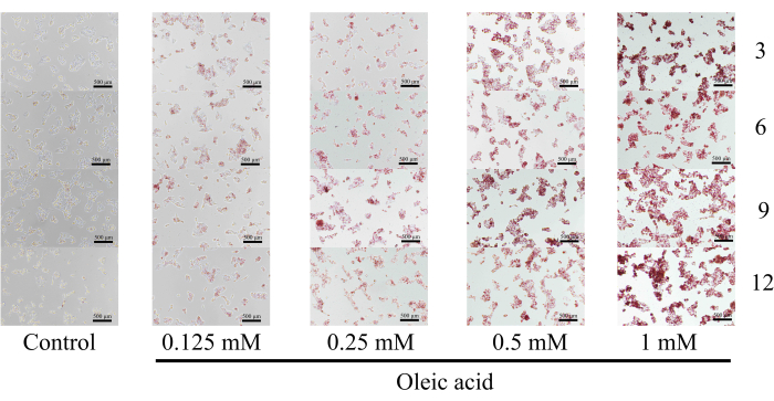 figure-results-3 Cell morphology changes with oleic acid concentration, microscopy images, dosage response experiment.