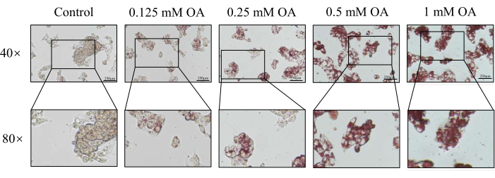 figure-results-4 Microscopy of cells at 40x and 80x with oleic acid treatment; magnification effects; cell morphology.