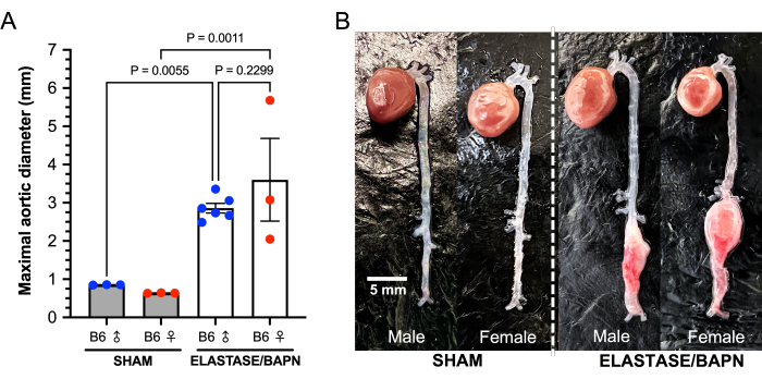 figure-results-2 Maximal aortic diameter in SHAM vs. ELASTASE/BAPN-treated mice; bar graph and aortic specimen comparison.