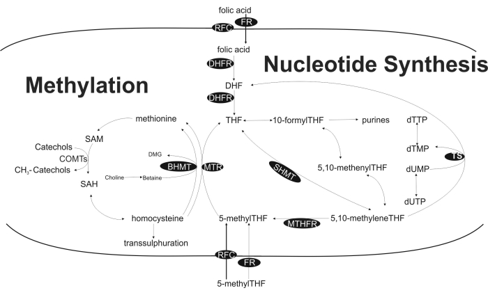 figure-results-2 Methylation and nucleotide synthesis diagram with folic acid pathways and methionine cycle.