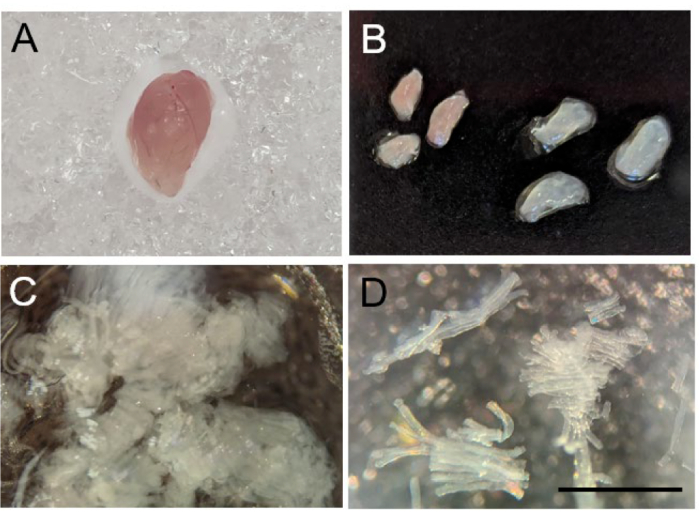Seed germination process; diagrams of seed stages, microscopy, histological analysis.