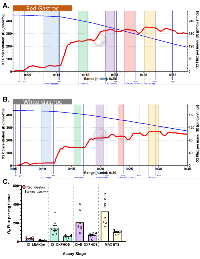 Mitochondrial respiration graph and bar chart showing O2 flux in red and white gastrocnemius muscles.